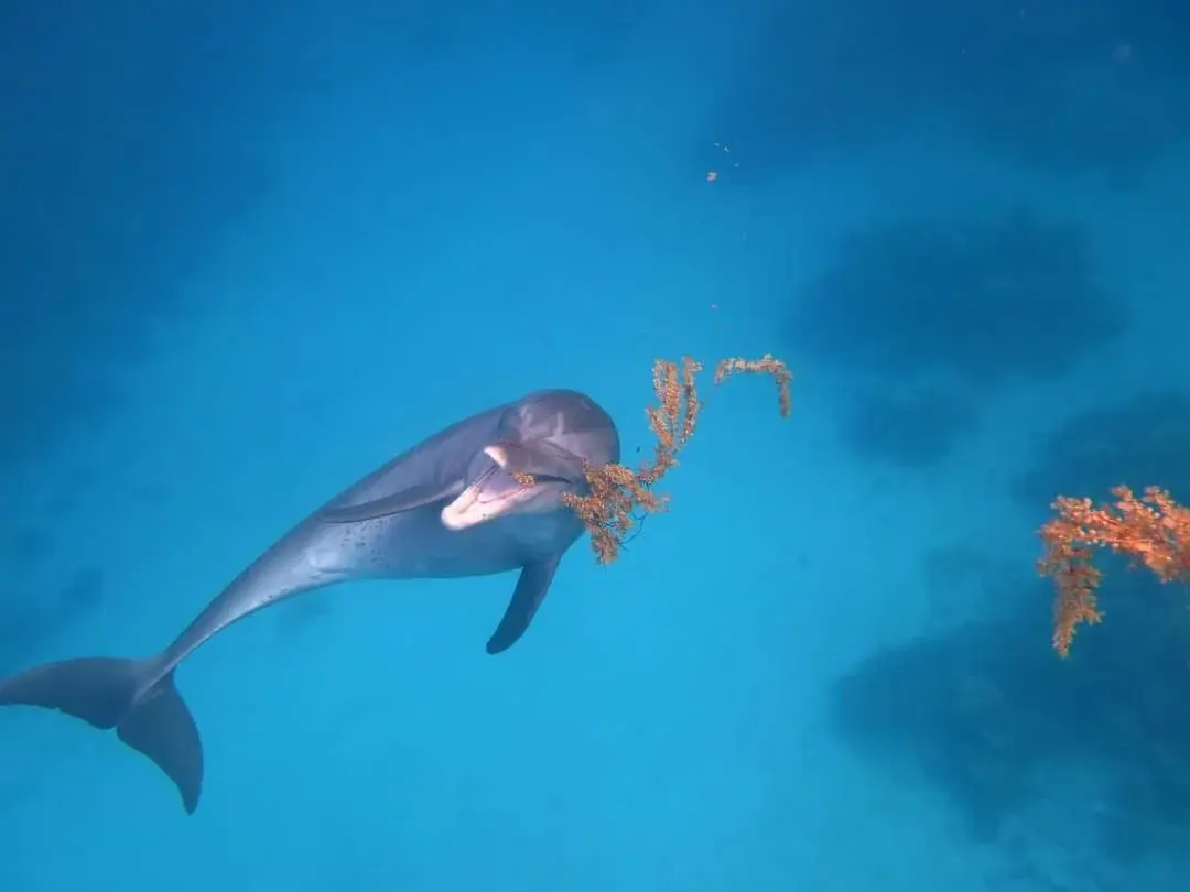 Ein Delfin schwebt im türkisfarbenen Wasser des Roten Meeres und spielt mit einem Stück Koralle