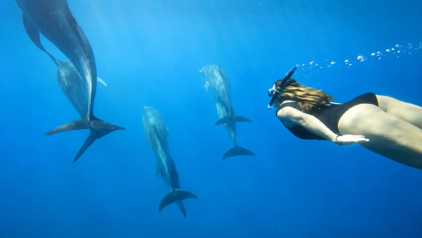 Eine Schnorchlerin gleitet neben drei Spinnerdelfinen durch das klare Blau des Roten Meeres